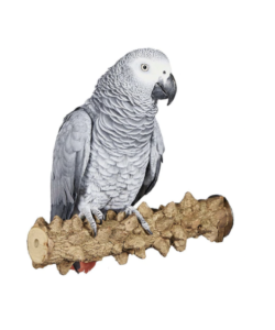Adventure Bound Natural Wood Pepper Branch Parrot Perch - Large